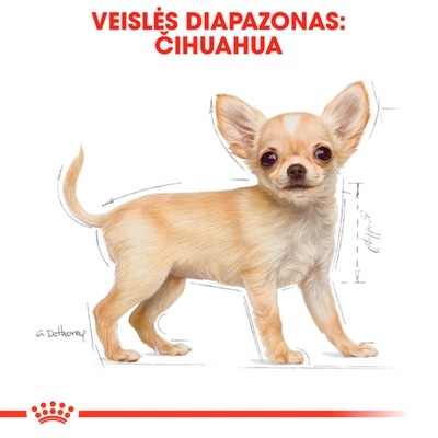 ROYAL CANIN Chihuahua Junior 1,5kg  + STAIGMENA ŠUNUI