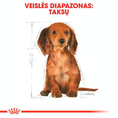ROYAL CANIN Dachshund Puppy 1,5 kg sauso ėdalo šuniukams iki 10 mėnesių, taksų veislės