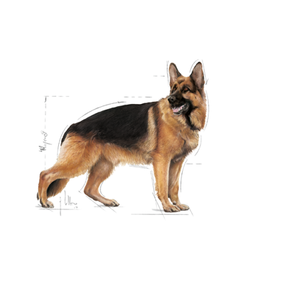 ROYAL CANIN Maxi Adult 10x140g drėgno ėdalo padaže suaugusiems didelių veislių šunims